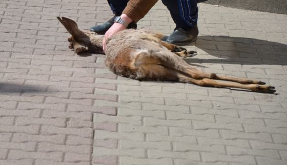 Elbląg, Elblążanin przywiózł na komisariat martwą sarnę Elbląg, Elblążanin przywiózł na komisariat martwą sarnę