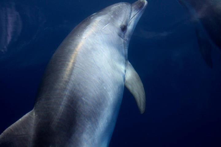 Delfin na Adriatyku. Delfin na Adriatyku.