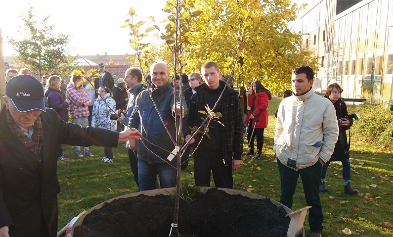 Elbląg, Partnerzy projektu zasadzili przed szkołą w Ystad jabłoń,
