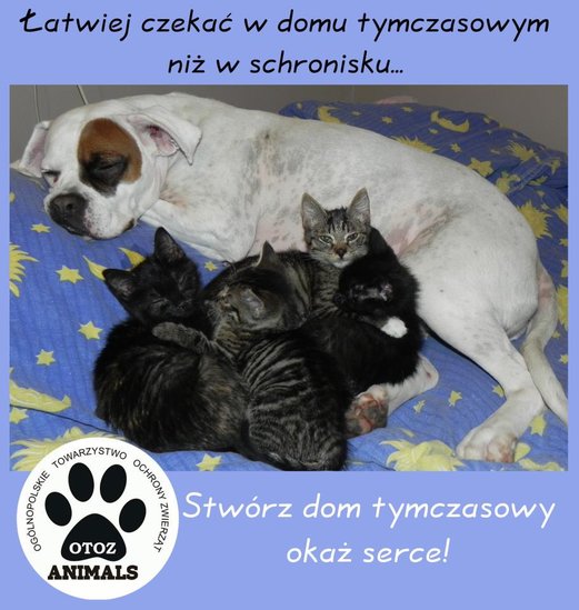 Elbląg, Pomóż zwierzakom