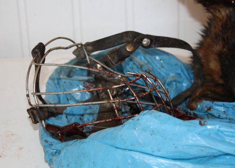 Elbląg, Zakopany owczarek miał założony metalowy kaganiec i związane sznurem łapy