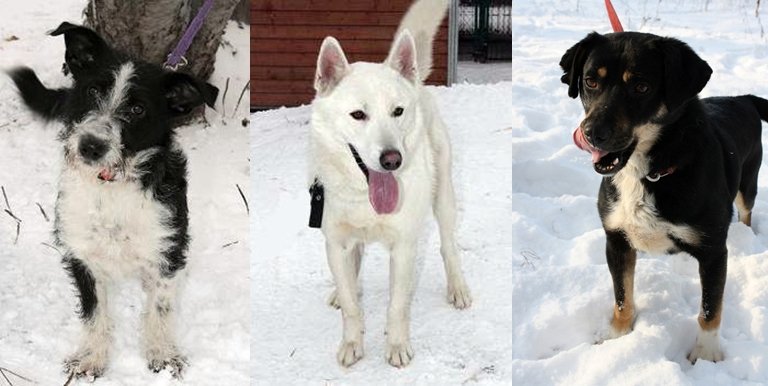 Elbląg, Czarnobiały, Snow i Tolek Elbląg, Czarnobiały, Snow i Tolek
