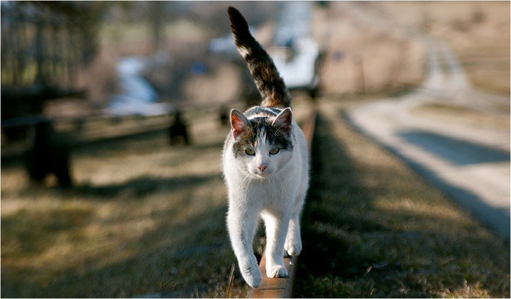 Elbląg, Z okazji Dnia Kota.