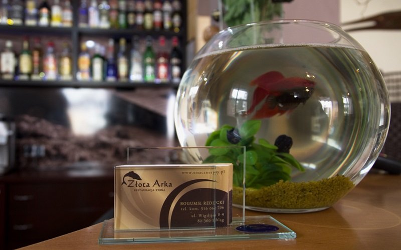 Pożegnanie wakacji z Restauracją Złota Arka Pożegnanie wakacji z Restauracją Złota Arka