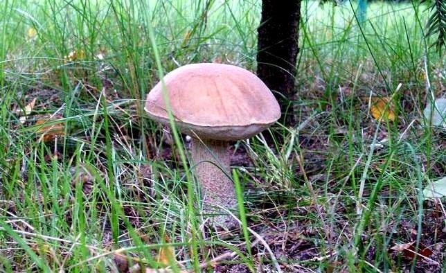 Elbląg, Zbieraj tylko te grzyby, które dobrze znasz. Elbląg, Zbieraj tylko te grzyby, które dobrze znasz.