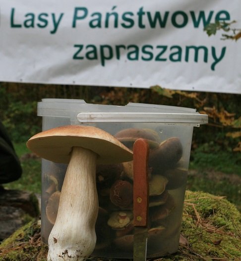 Elbląg, Grzybobranie z Leśnikami