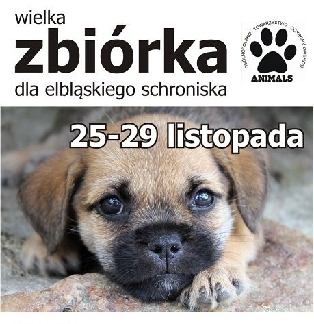 Elbląg, Studenci pomagają elbląskiemu schronisku Elbląg, Studenci pomagają elbląskiemu schronisku