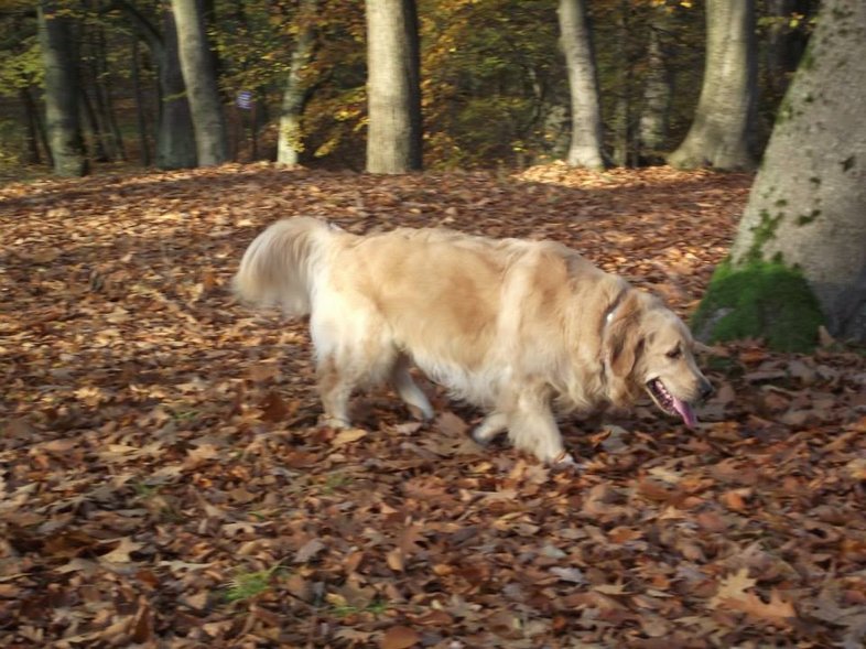 Elbląg, Golden Retrievery dla WOŚP 2014 Elbląg, Golden Retrievery dla WOŚP 2014