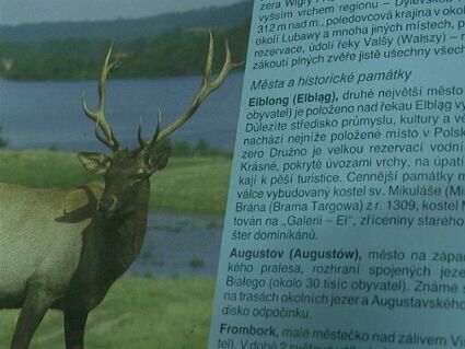 Elbląg, W każdym razie - kuriozum Elbląg, W każdym razie - kuriozum