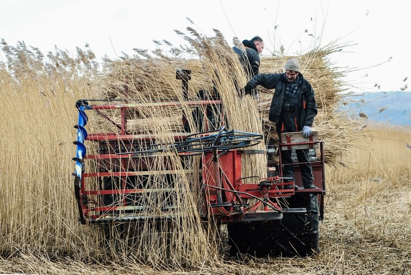 Elbląg, Pracownicy, którzy zbierają trzcinę muszą bardzo dobrze znać ten teren