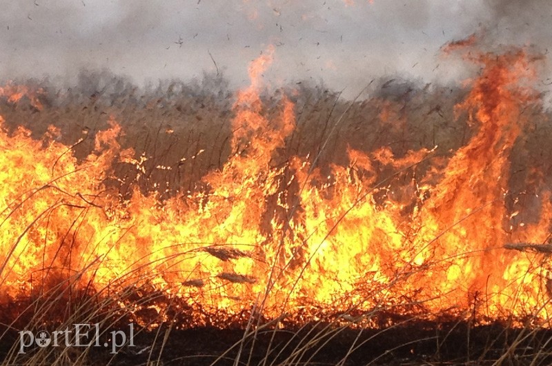 Elbląg, Strażacy bardzo często wyjeżdżają gasić pożary traw i trzcinowisk Elbląg, Strażacy bardzo często wyjeżdżają gasić pożary traw i trzcinowisk