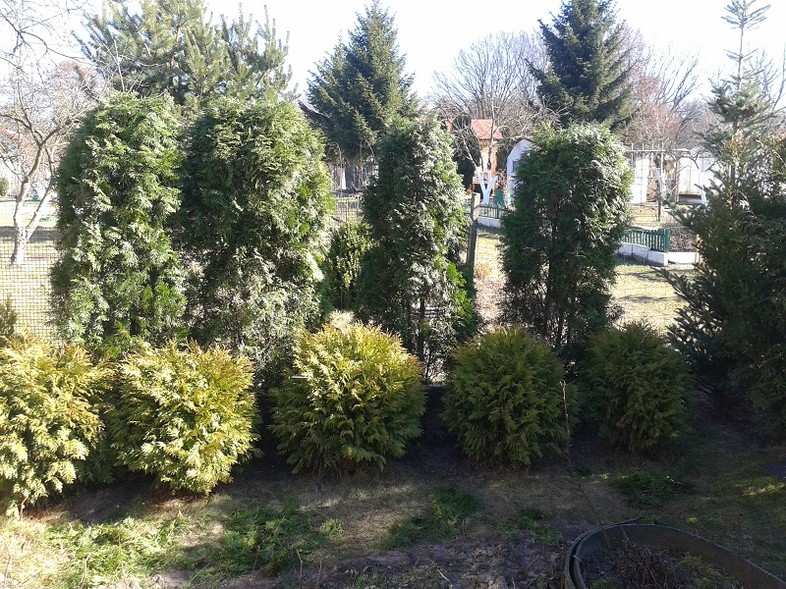 Elbląg, Ukradł krzewy i wsadził je na swojej działce