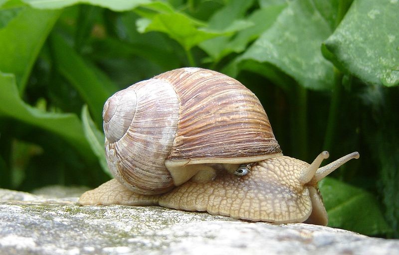 Elbląg, Zakaz zbierania i sprzedaży winniczków Elbląg, Zakaz zbierania i sprzedaży winniczków