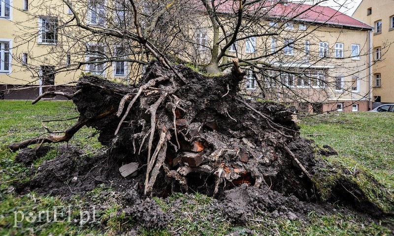 Elbląg, Silny wiatr zrywa trakcje energetyczne, powala również drzewa Elbląg, Silny wiatr zrywa trakcje energetyczne, powala również drzewa