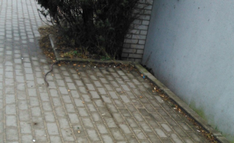 Elbląg, Na ulicy pełno niedopałków, Elbląg, Na ulicy pełno niedopałków,