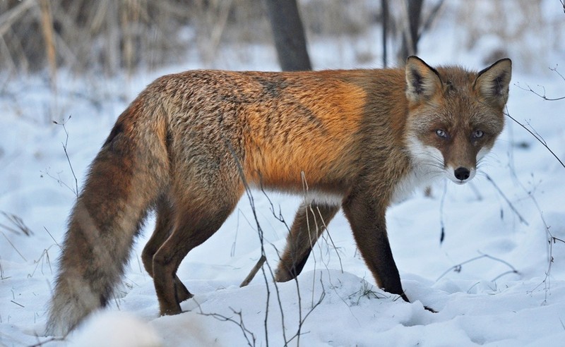 Elbląg, Natura w obiektywie Marcina Gałęziewskiego