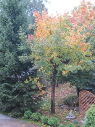 Elbląg, Zagłosuj na projekt Gimnazjum nr 6 Elbląg, Zagłosuj na projekt Gimnazjum nr 6