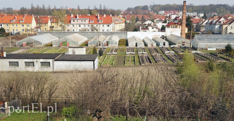Elbląg, Grunt, na którym mieszczą się plantacje Zarządu Zieleni Miejskiej, ma około 2,5 hektara powierzchni Elbląg, Grunt, na którym mieszczą się plantacje Zarządu Zieleni Miejskiej, ma około 2,5 hektara powierzchni