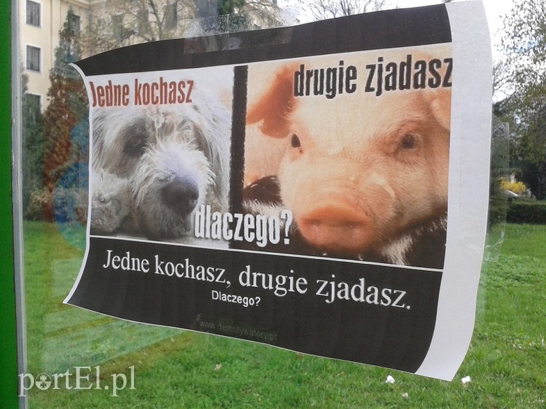 Elbląg, Plakaty pojawiły się między innymi na przystankach autobusowych Elbląg, Plakaty pojawiły się między innymi na przystankach autobusowych