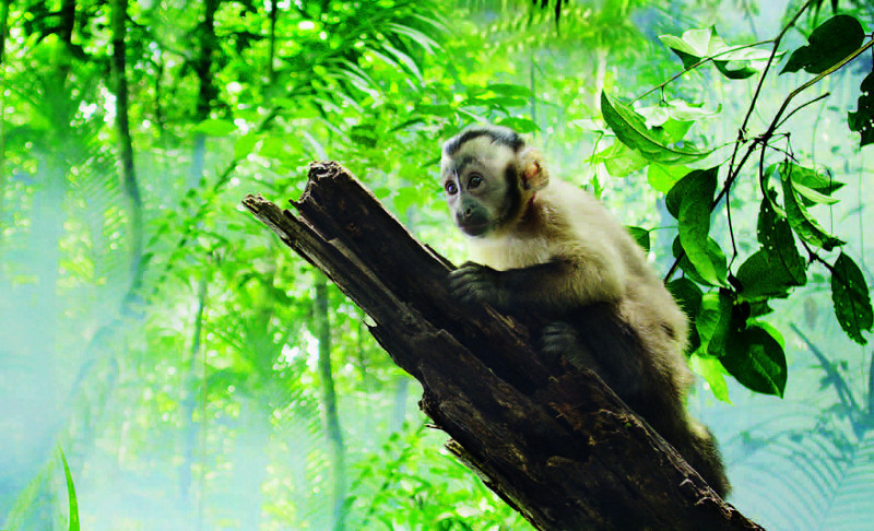 "Amazonia. Przygody małpki Sai" w Światowidzie "Amazonia. Przygody małpki Sai" w Światowidzie