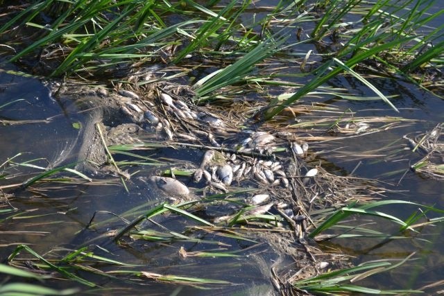 Elbląg, Ekologiczna katastrofa w rzece Wąskiej (czytelnicy piszą)