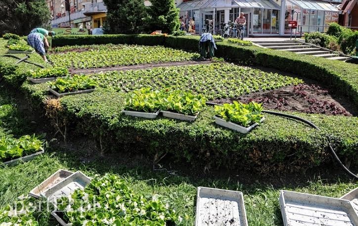 Elbląg, Na razie kwiaty są sadzone, ale już za kilka dni będziemy mogli zobaczyć herb miasta w całej okazałości Elbląg, Na razie kwiaty są sadzone, ale już za kilka dni będziemy mogli zobaczyć herb miasta w całej okazałości