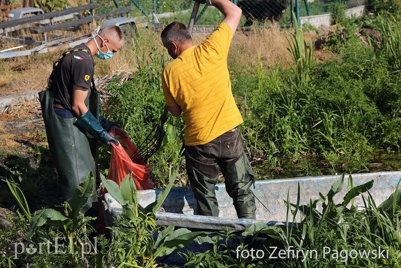 Elbląg, Z rzeki Wąskiej i wód jeziora Druzno wyłowiono ponad tonę śniętych ryb