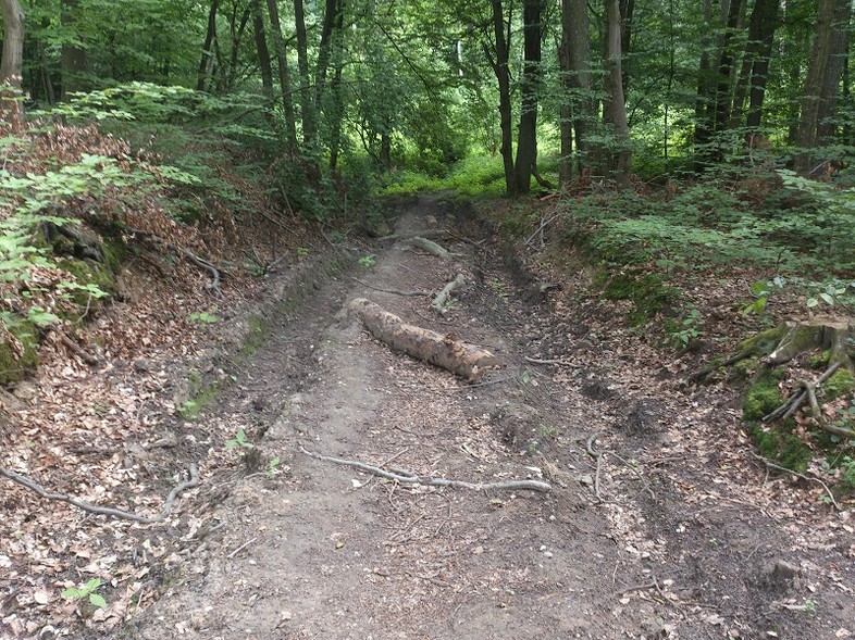 Elbląg, Tak wyglądał szlak po przeprowadzonej wycince Elbląg, Tak wyglądał szlak po przeprowadzonej wycince