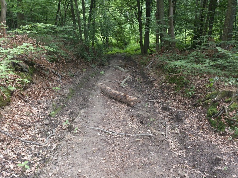 Elbląg, Tak wyglądał szlak po przeprowadzonej wycince