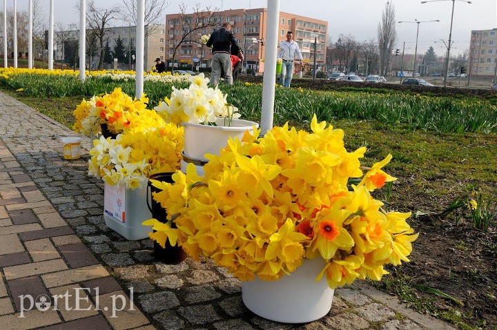 Elbląg, Żonkile - kwiaty, które niosą nadzieję