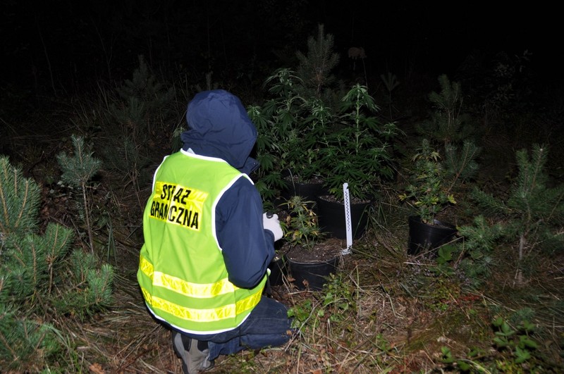 Elbląg, Konopie na Mierzei Wiślanej