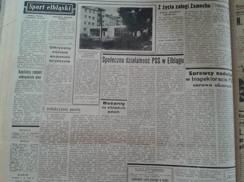Elbląg, Bażanty na elbląskich polach Elbląg, Bażanty na elbląskich polach