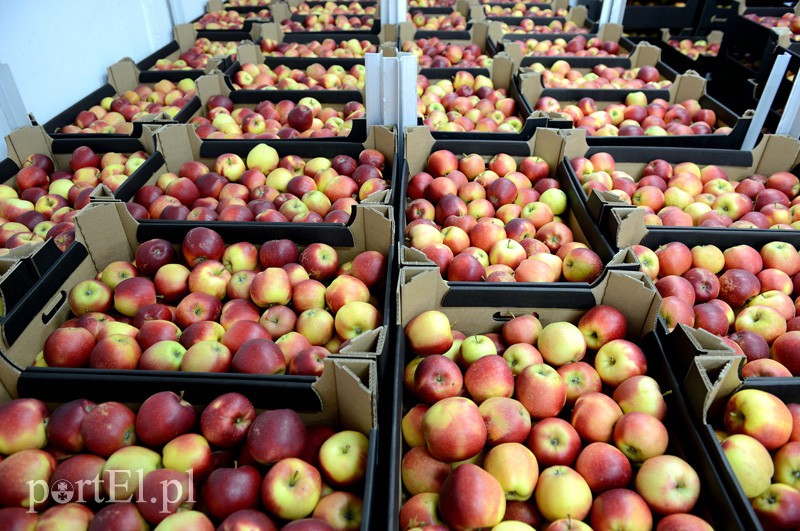 Elbląg, 40 ton jabłek czeka w magazynie elbląskiego Banku Żywności