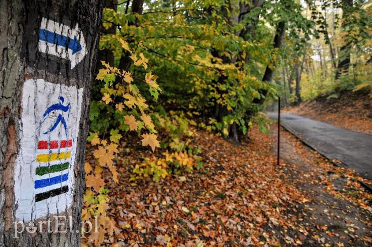 Elbląg, Te trasy mącą w głowie Elbląg, Te trasy mącą w głowie