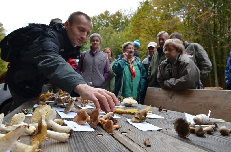 Elbląg, Podsumowanie grzybobrania