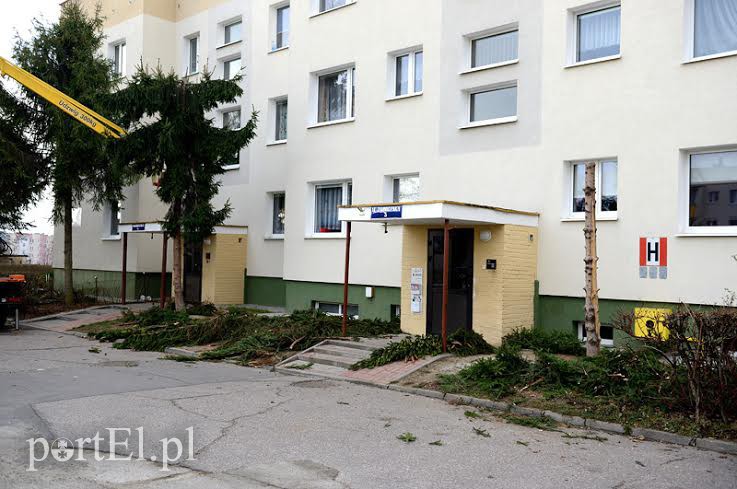 Elbląg, W środę zabrano się za wycięcie świerków