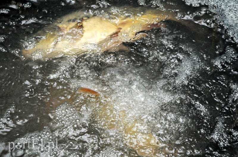 Elbląg, Karp trzyma się mocno