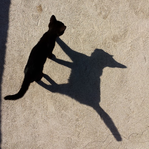 Elbląg, Czarny kot podobno przynosi pecha Elbląg, Czarny kot podobno przynosi pecha