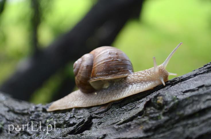 Elbląg, Ślimakobrania w tym roku nie będzie Elbląg, Ślimakobrania w tym roku nie będzie