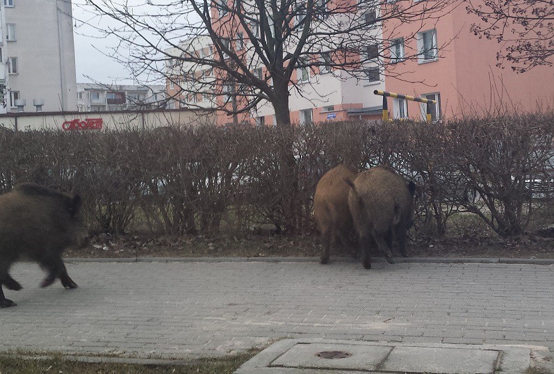 Elbląg, Dzik jest dziki…, ale nie jest zły