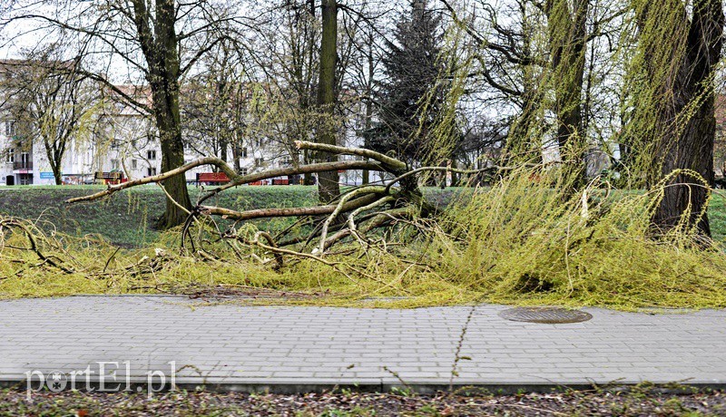 Elbląg, W Parku Planty wiatr zerwał jeden z konarów Elbląg, W Parku Planty wiatr zerwał jeden z konarów