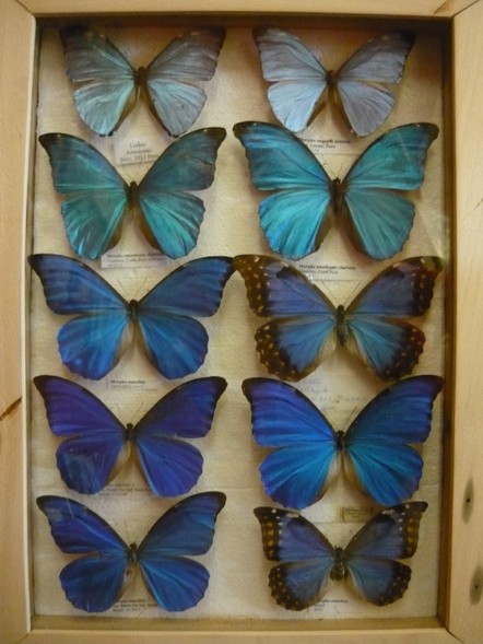 Elbląg, Wystawa „Motyle świata”