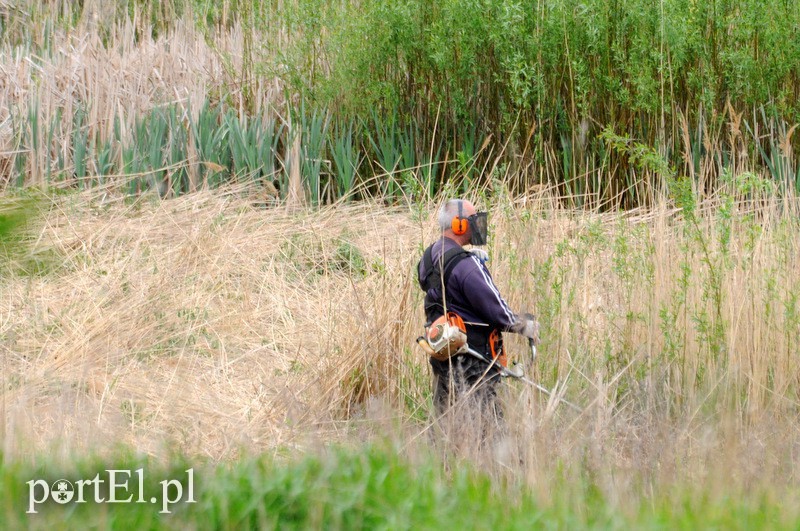 Elbląg, Wycinką na byłym kąpielisku zajmuje się jedna osoba Elbląg, Wycinką na byłym kąpielisku zajmuje się jedna osoba