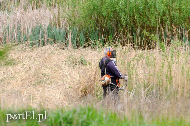 Elbląg, Wycinką na byłym kąpielisku zajmuje się jedna osoba