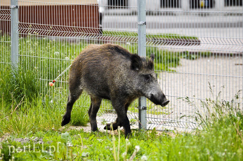Elbląg, Dzik grasował na parkingu