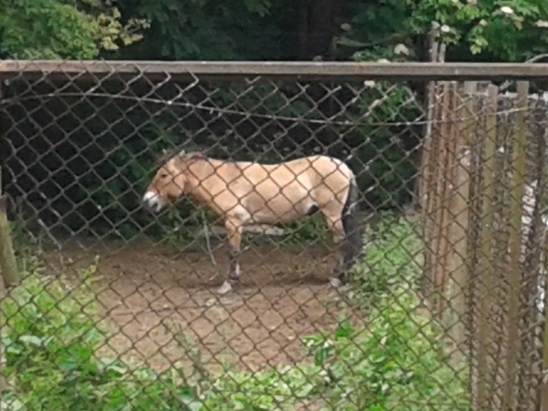 Elbląg, Kto chce skrzywdzić konia Przewalskiego z braniewskiego ZOO? (napisali do nas)