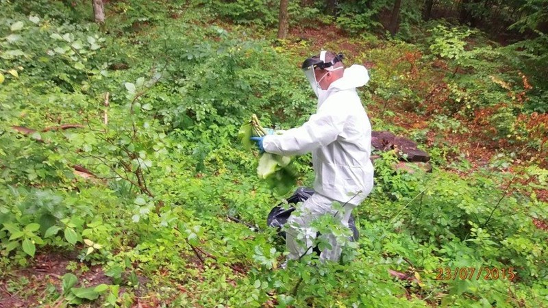 Elbląg, Barszcz Sosnowskiego usuwany jest przy zachowaniu szczególnych środków ochrony osobistej