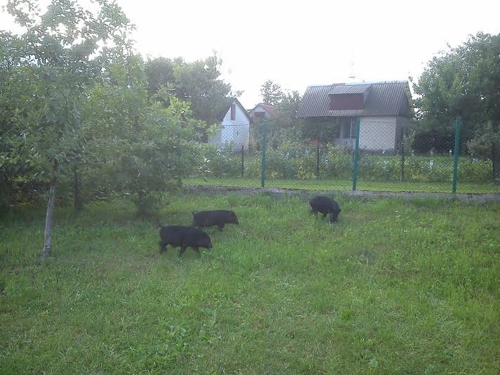 Elbląg, Na tropie wietnamskich świnek