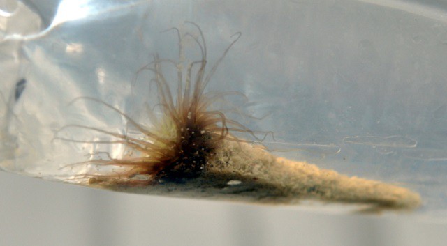 Elbląg, Straż Graniczna uratowała koralowce Elbląg, Straż Graniczna uratowała koralowce