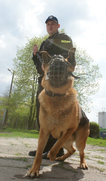 Elbląg, Mł. asp. Mariusz Krężel ma dwa psy służbowe: wyczulonego na materiały wybuchowe Groma i Kazana, który znakomicie sprawdza się w służbie patrolowo-tropiącej